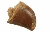 Serrated, .5" Baby Carcharodontosaurus Tooth - Morocco - #196495-1